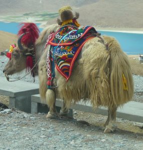 Tibet-Kaufmann